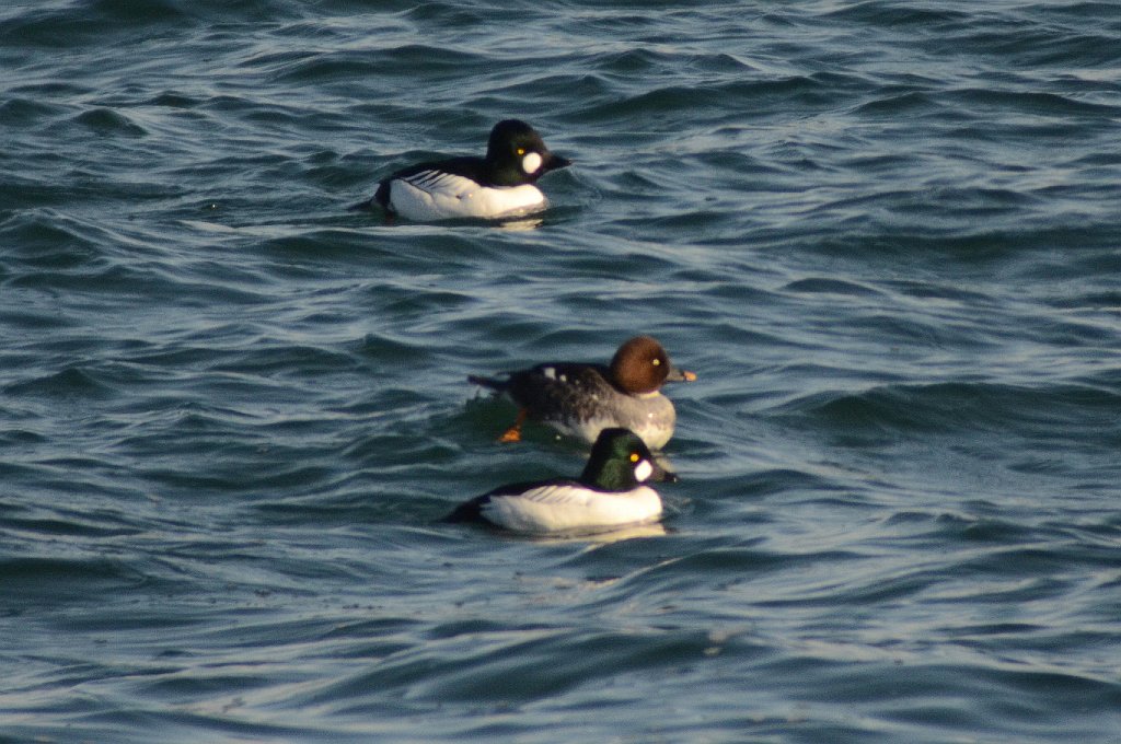 Duck, Common Goldeneye, 2012-01287653 Gloucester, MA.JPG - Common Goldeneye. Gloucester, MA, 1-28-2012